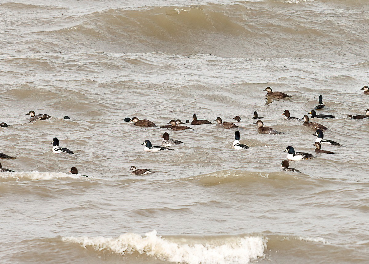 Moretta codona - ML644557303