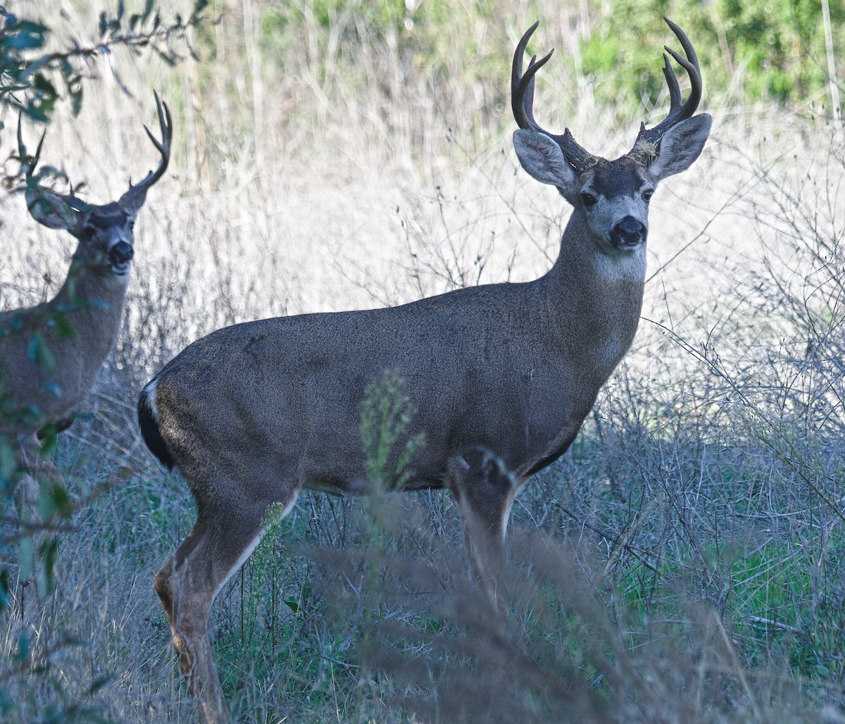 Columbian Black-tailed Deer - ML644557304