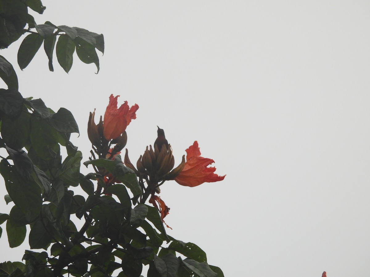 Purple-rumped Sunbird - ML644557307