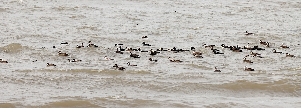 Ahatebeltz amerikarra - ML644557310