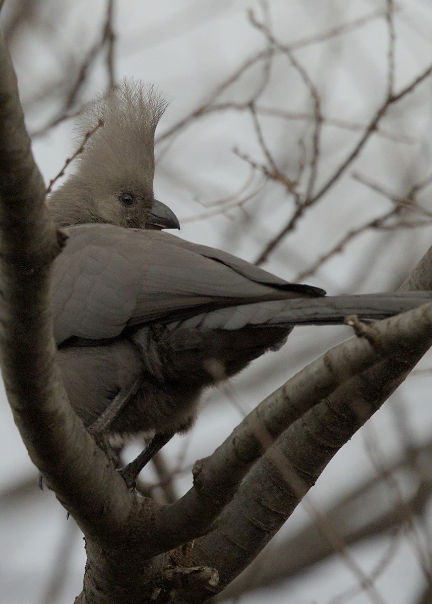 Gray Go-away-bird - ML644557313