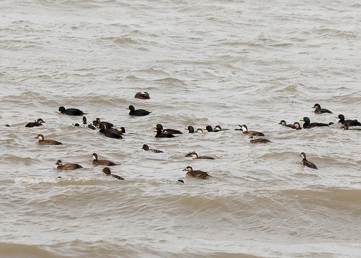 Surf Scoter - ML644557315