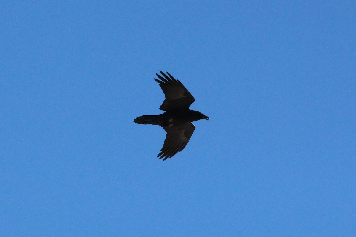Common Raven - ML644557320