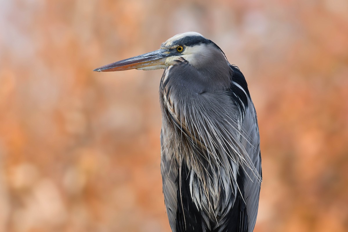 Great Blue Heron - ML644557323