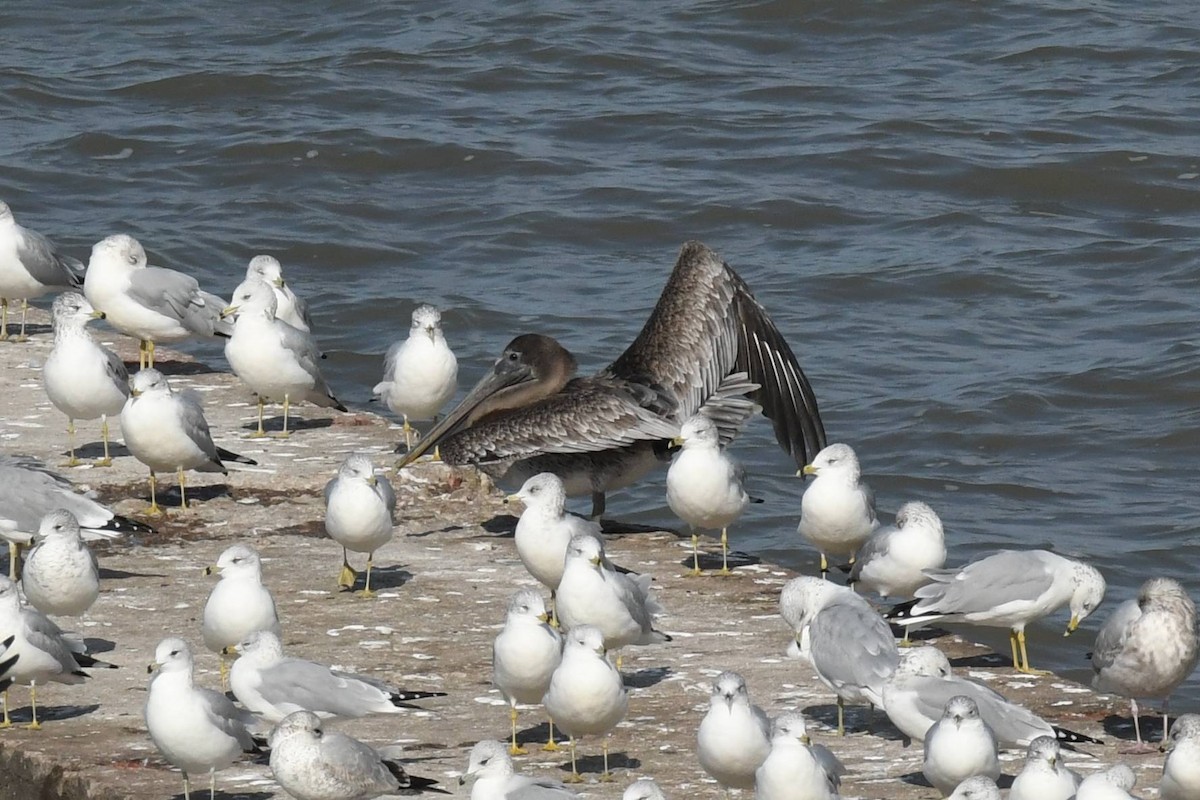 Brown Pelican - ML644557325