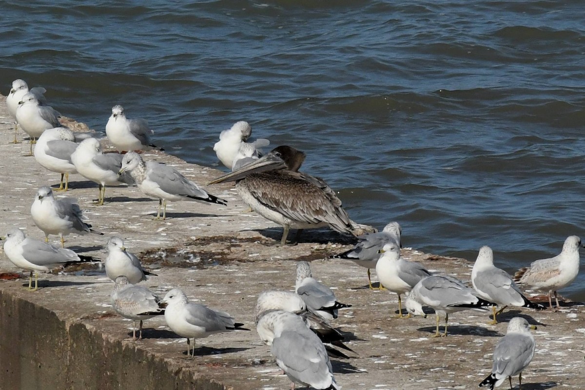 Brown Pelican - ML644557327
