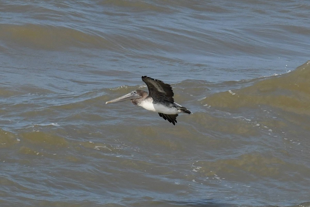 Brown Pelican - ML644557328