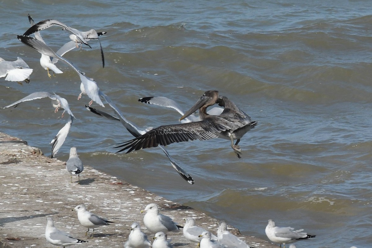 Brown Pelican - ML644557329