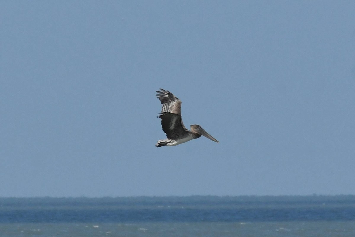 Brown Pelican - ML644557330