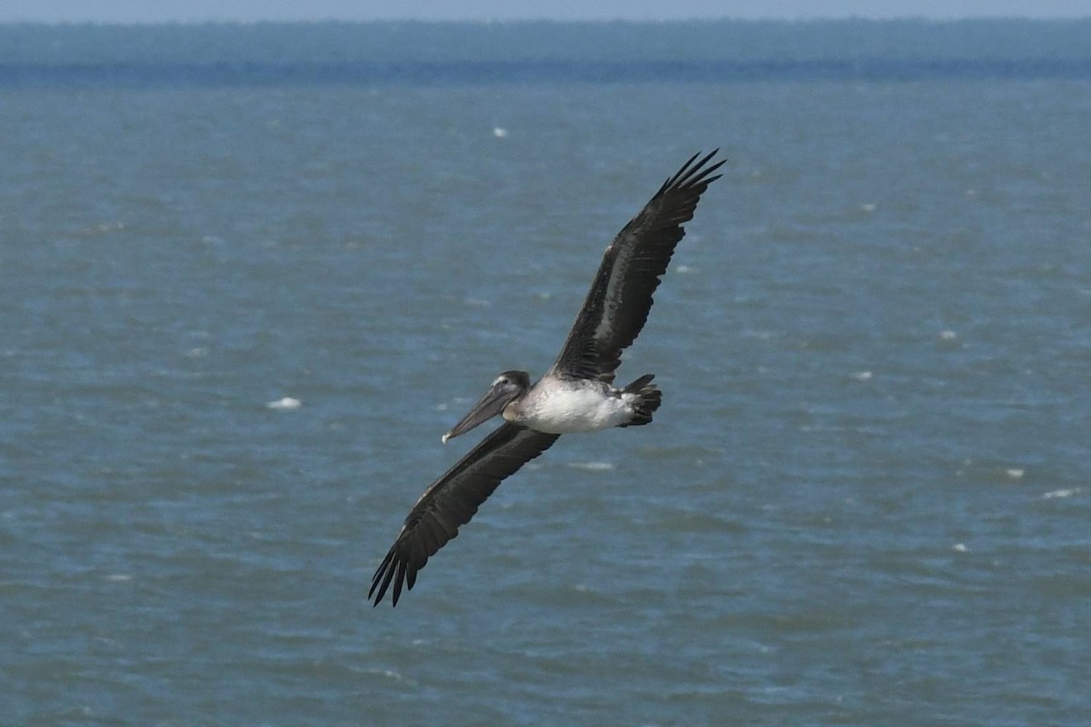 Brown Pelican - ML644557331
