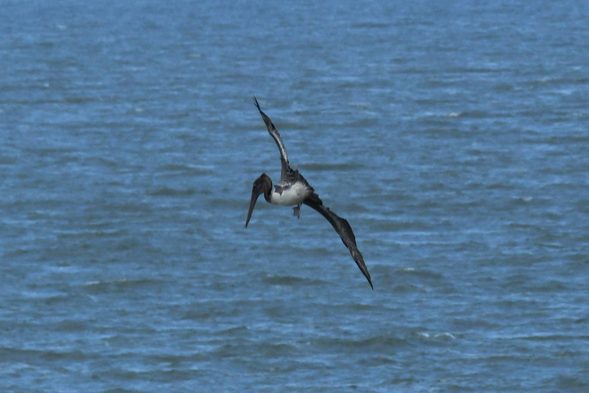 Brown Pelican - ML644557332