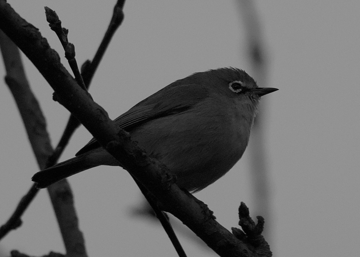 Kap Gözlükçüsü - ML644557342