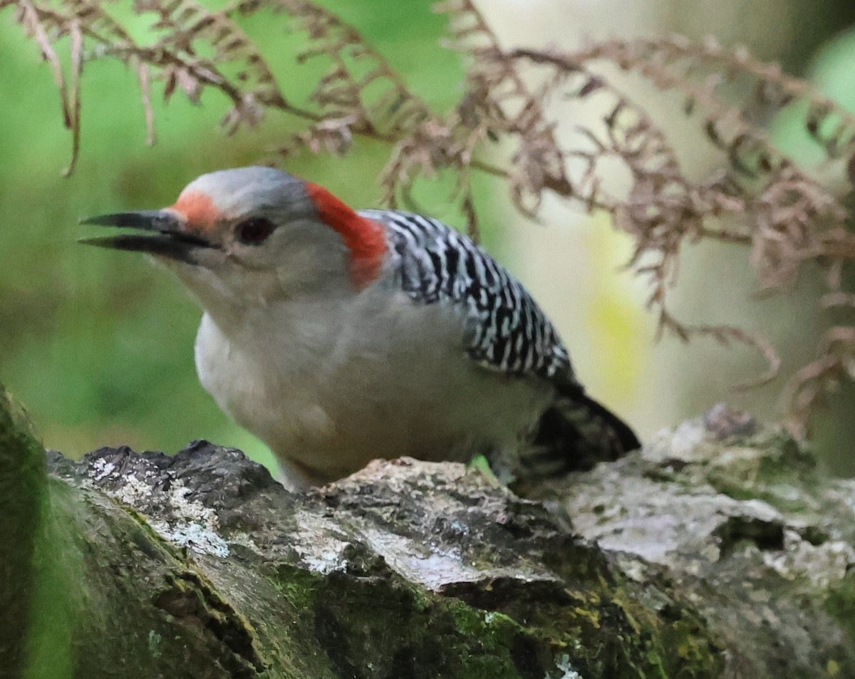 シマセゲラ - ML644557345