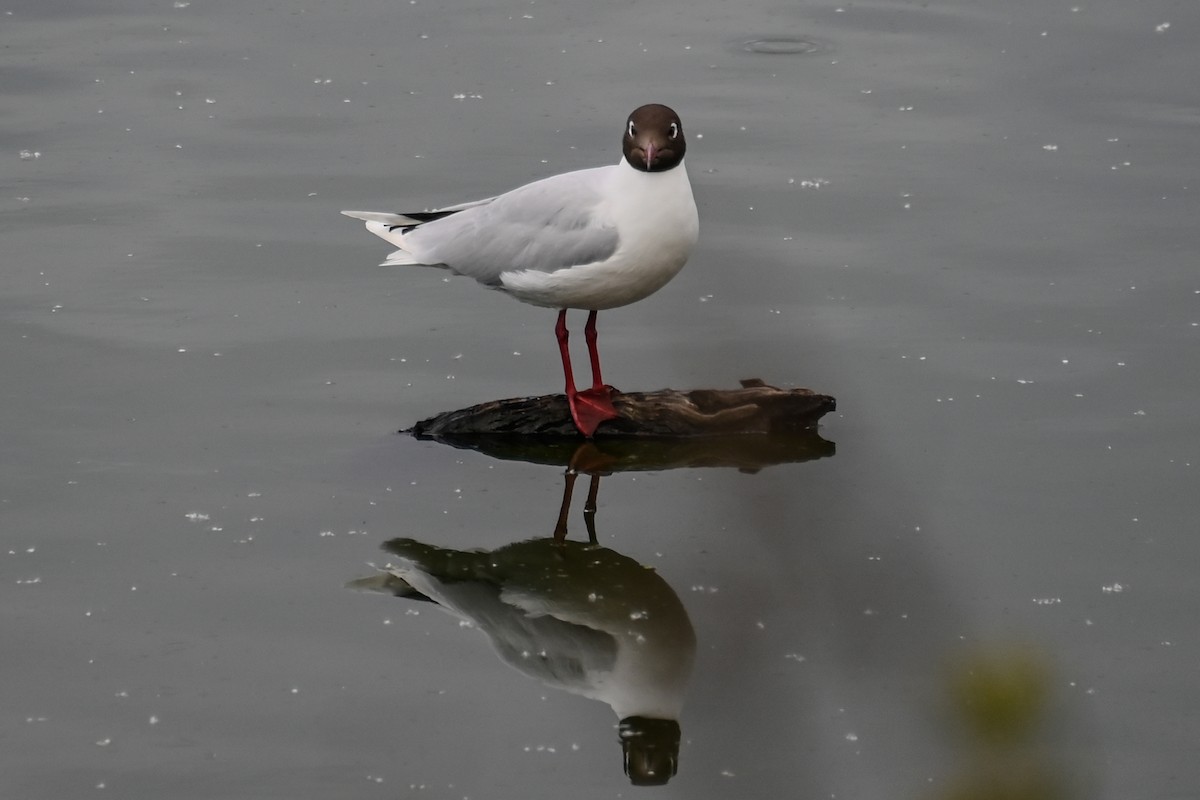 Mouette de Patagonie - ML644557346