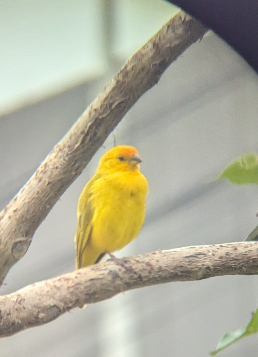 Saffron Finch - ML644557359