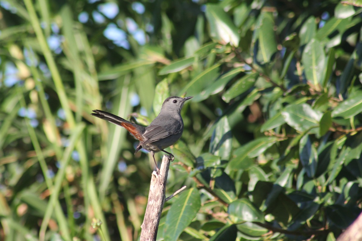Gray Catbird - ML644557378