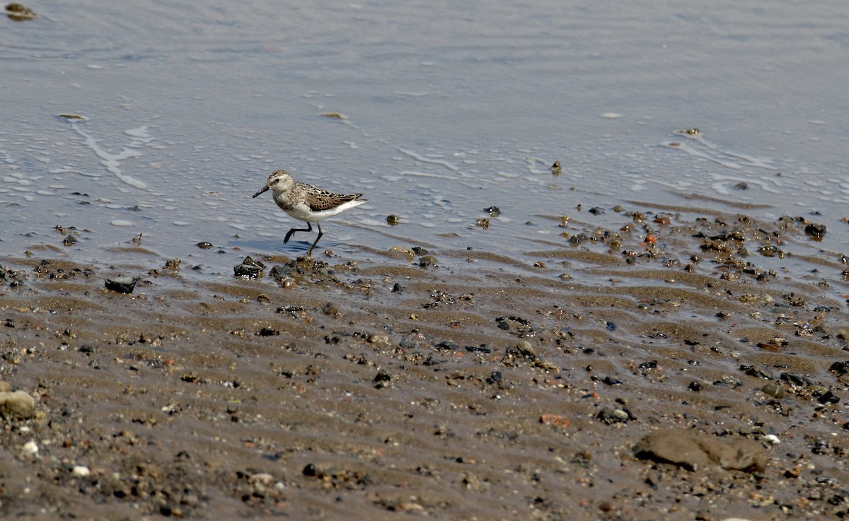 Semipalmated Sandpiper - ML644557381