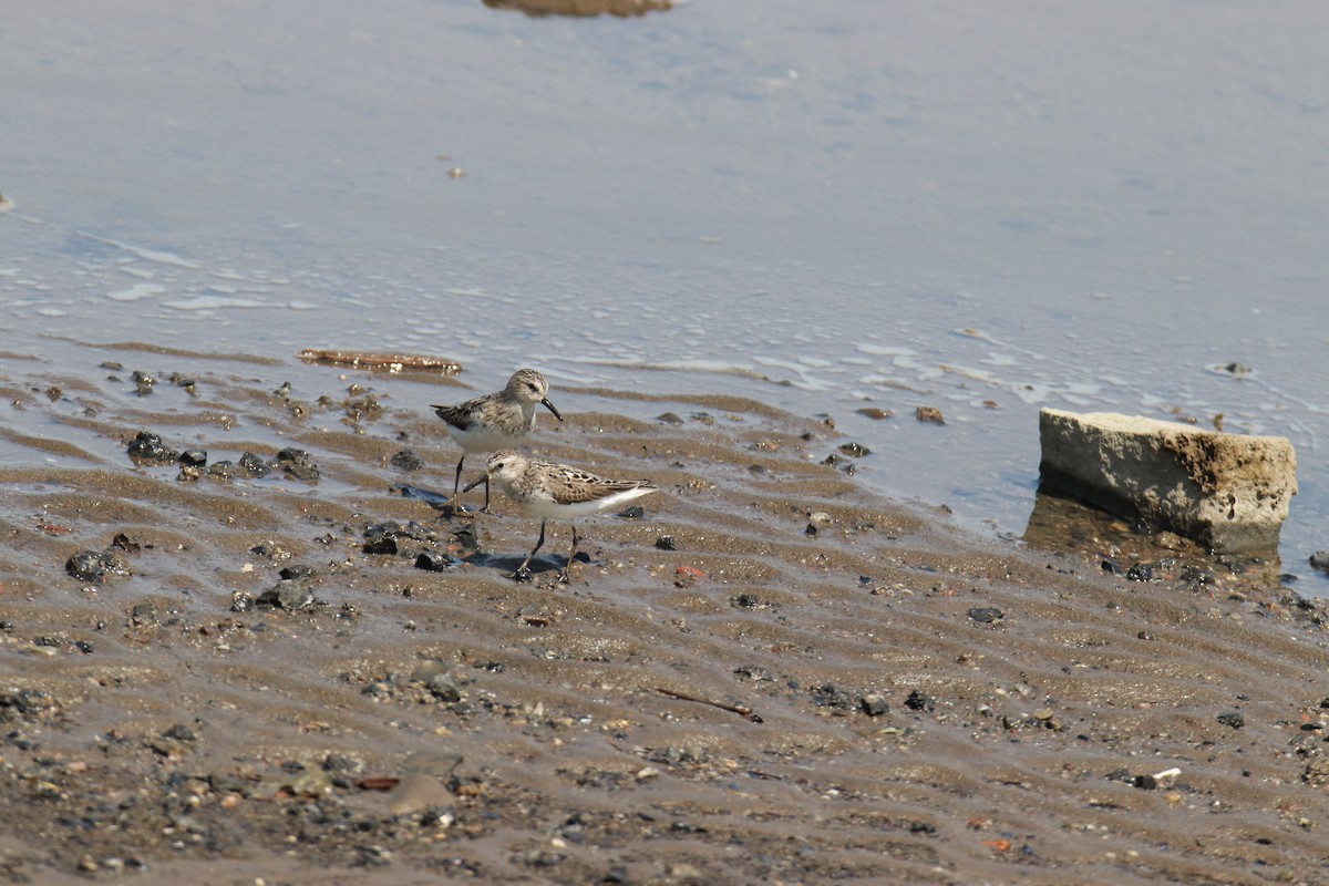Semipalmated Sandpiper - ML644557382