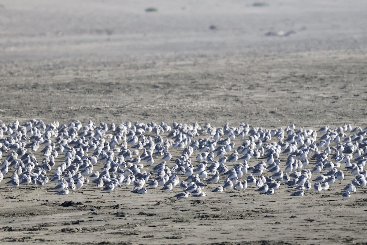 Ak Kumkuşu - ML644557402