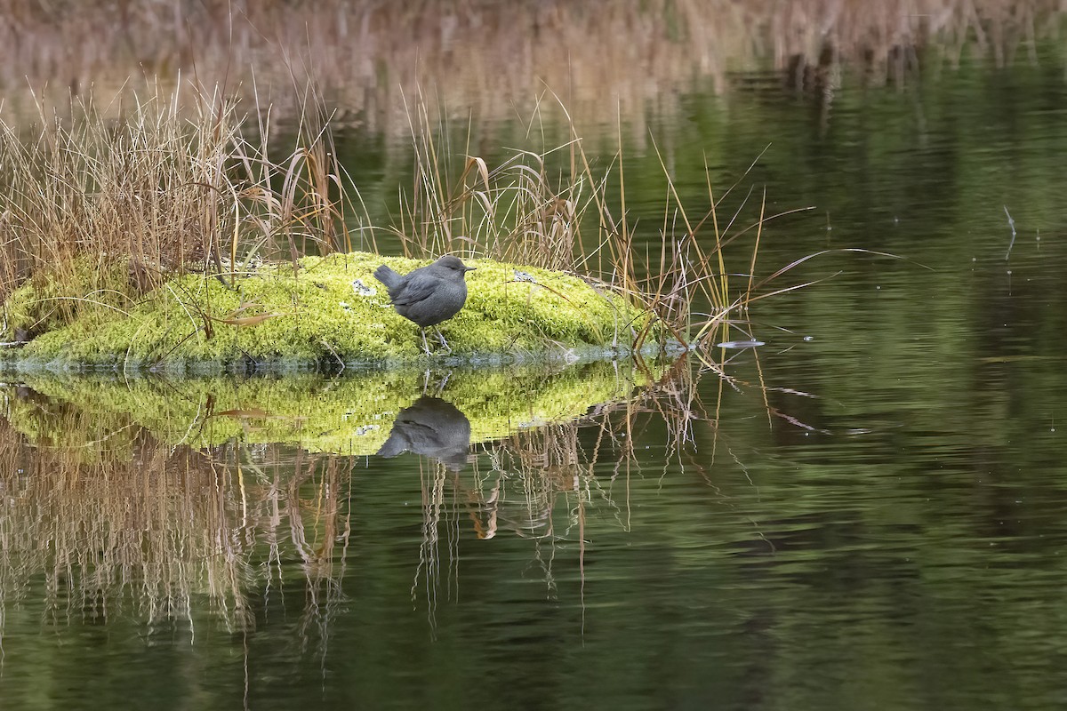 American Dipper - ML644557406