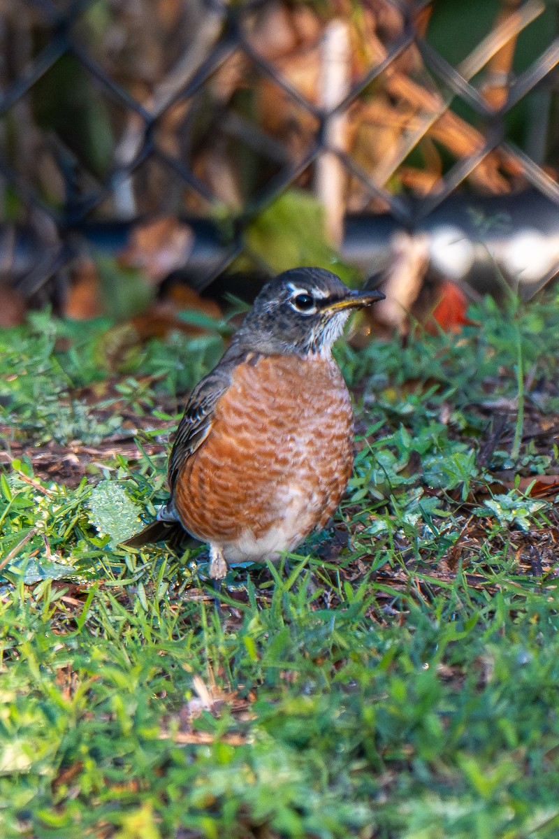קיכלי נודד - ML644557419