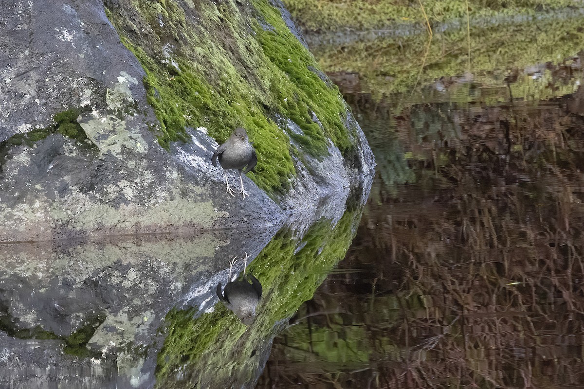 American Dipper - ML644557420