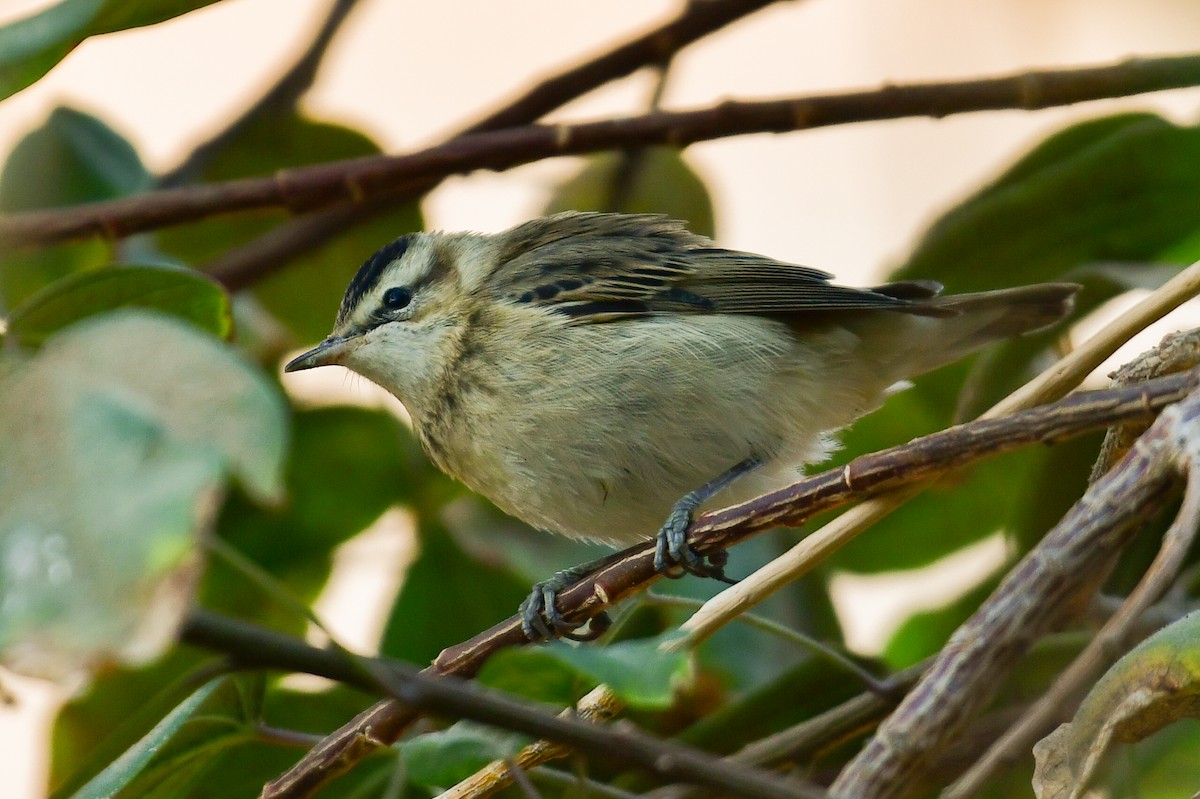Sedge Warbler - ML644557422