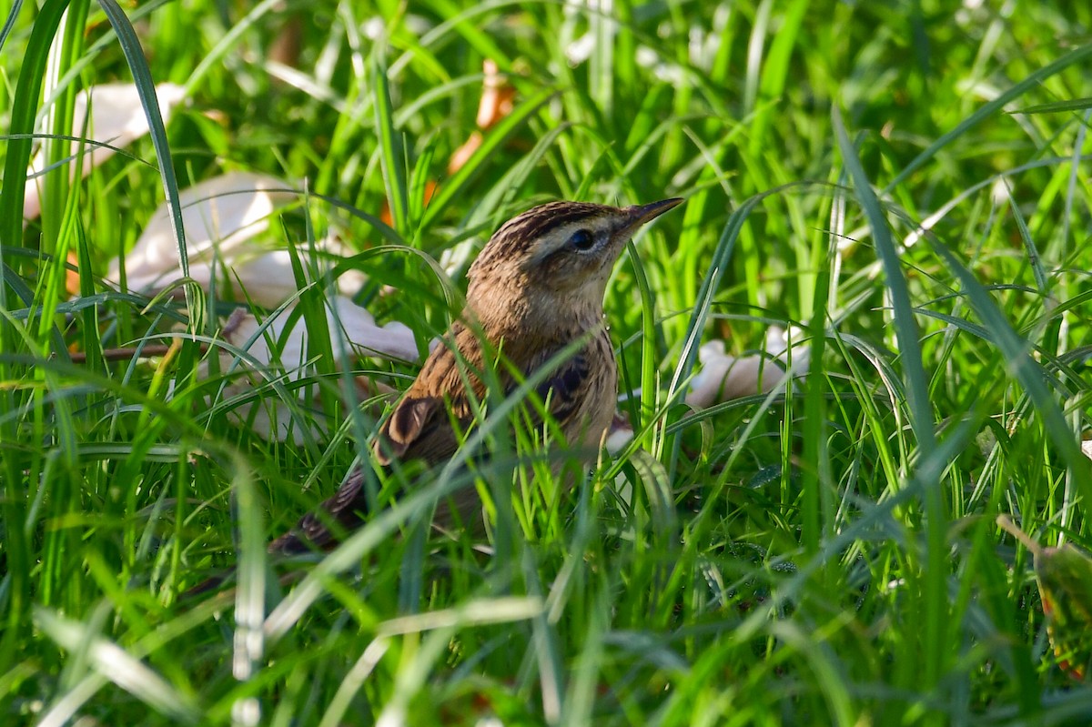 Sedge Warbler - ML644557423
