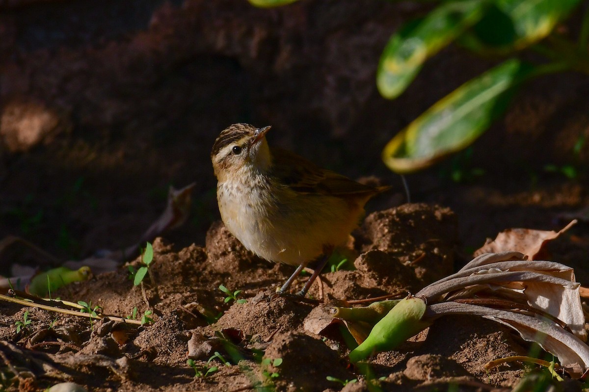 Sedge Warbler - ML644557425