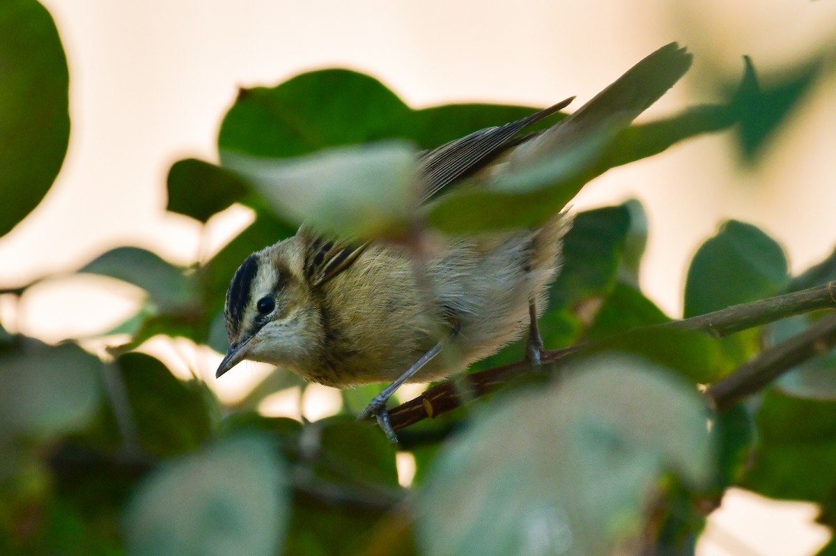 Sedge Warbler - ML644557426