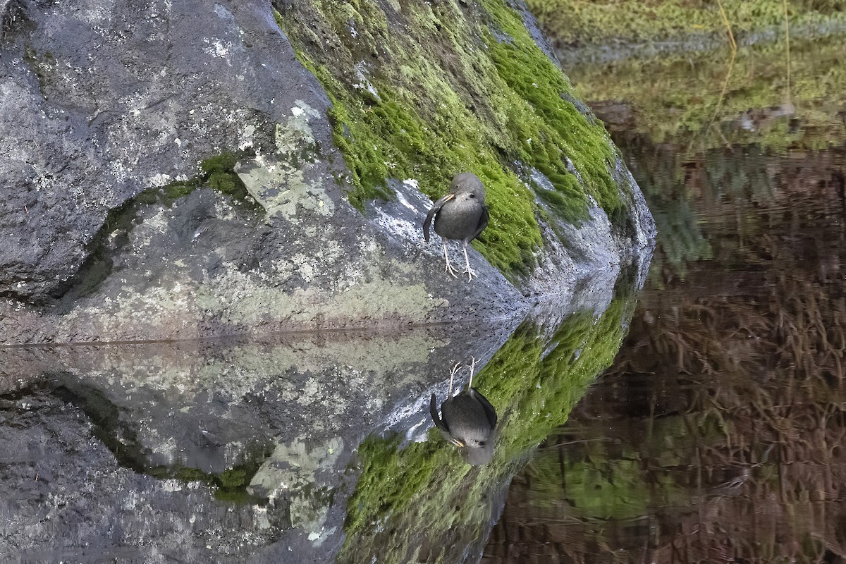 American Dipper - ML644557432