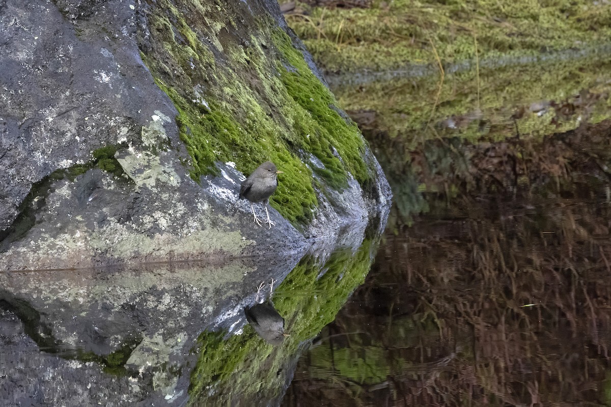 American Dipper - ML644557437