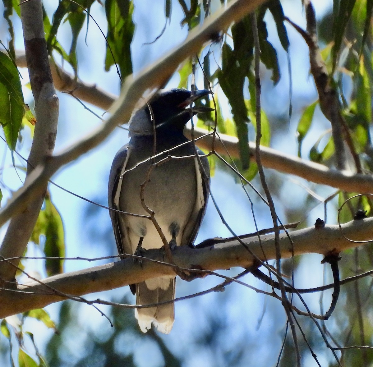 Black-faced Cuckooshrike - ML644557443