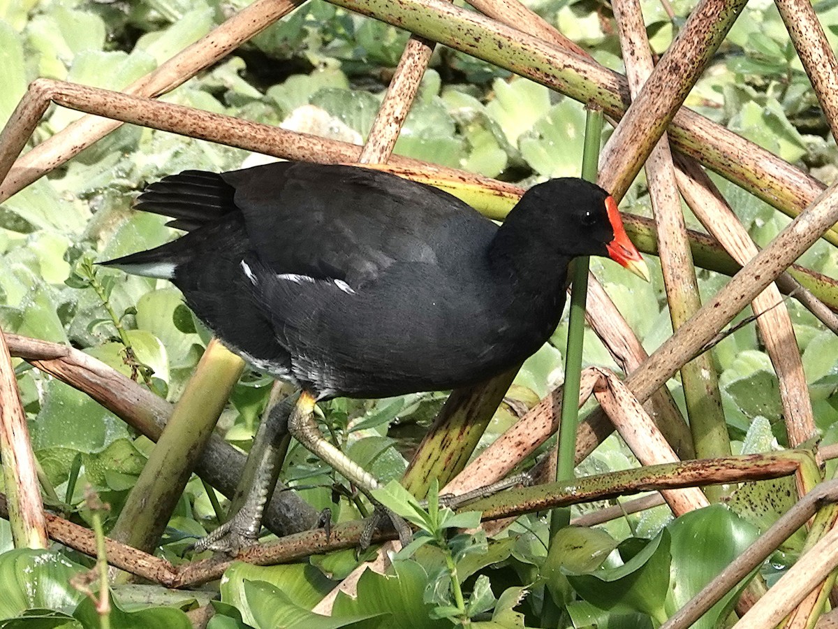 Common Gallinule - ML644557458