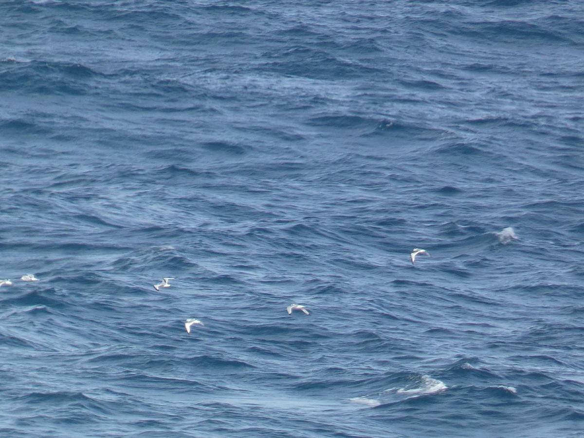 Gabbiano tridattilo - ML644557460