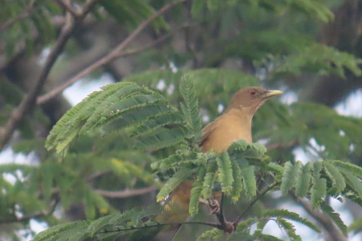 Clay-colored Thrush - ML644557462
