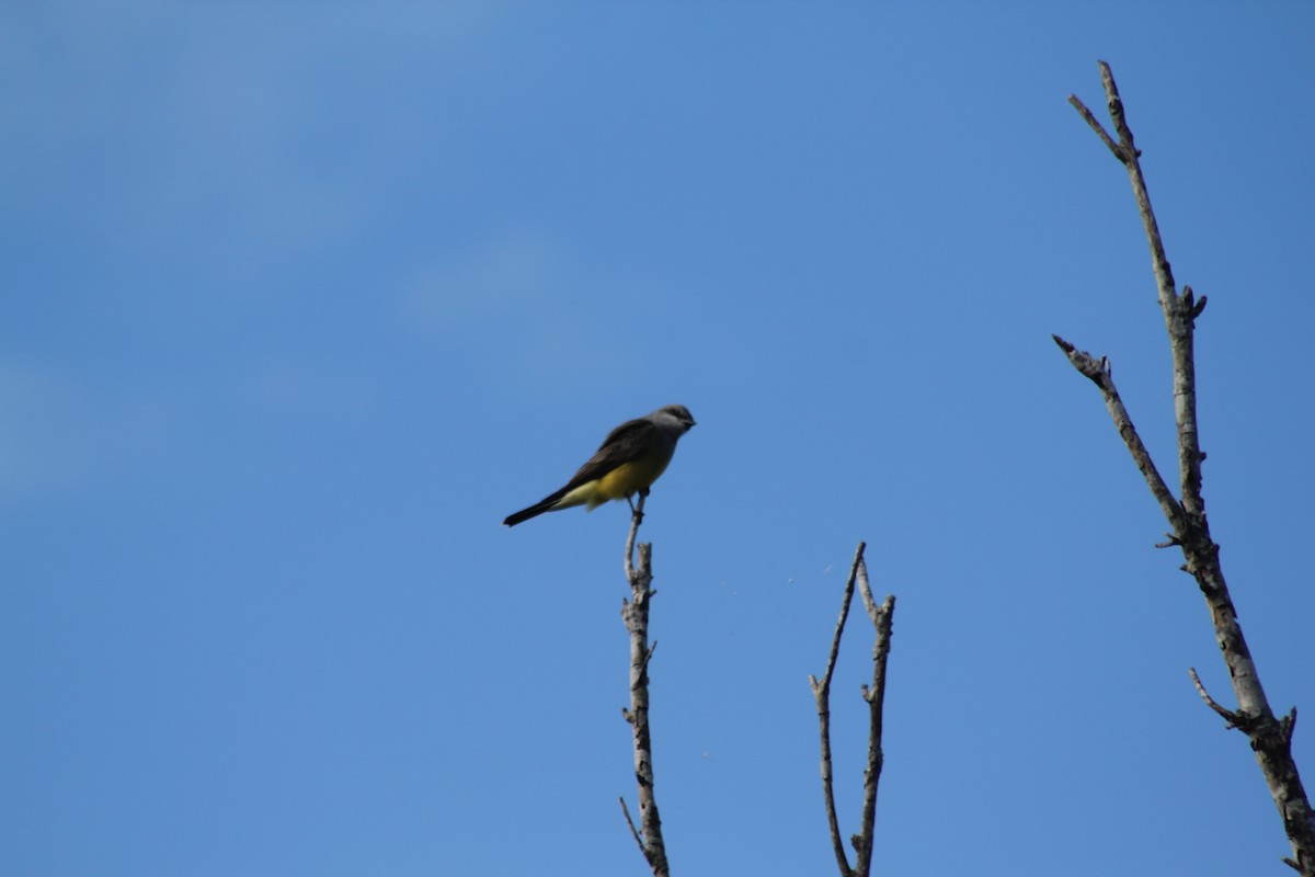 Western Kingbird - ML644557463