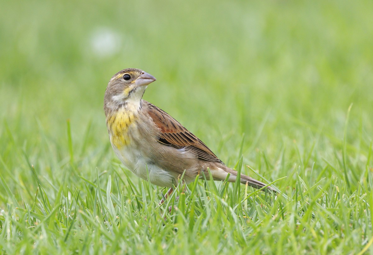 Dickcissel - ML644557464
