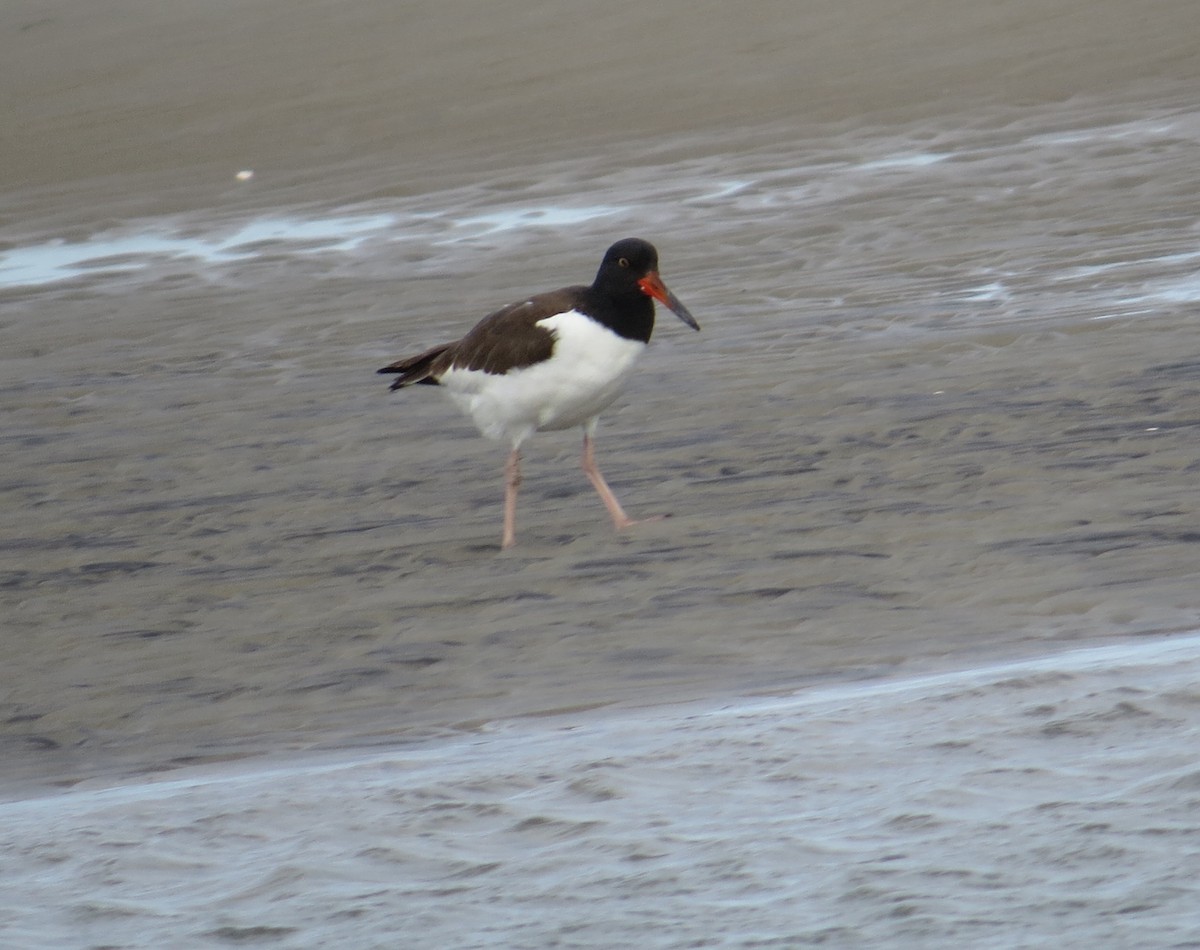 American Oystercatcher - ML644557466