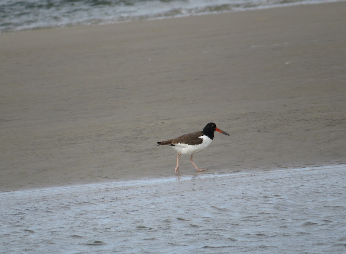 American Oystercatcher - ML644557467