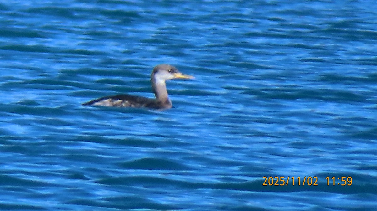 Svasso collorosso - ML644557468