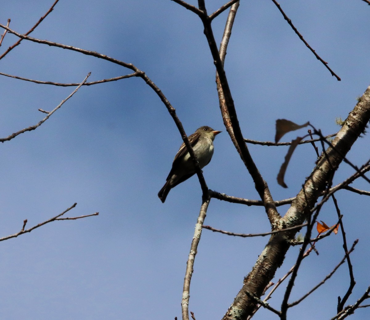 Eastern Wood-Pewee - ML644557469