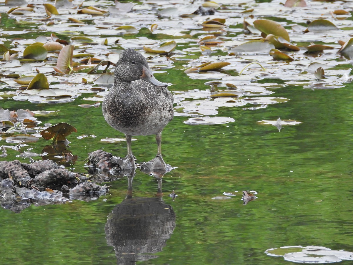 Freckled Duck - ML644557470