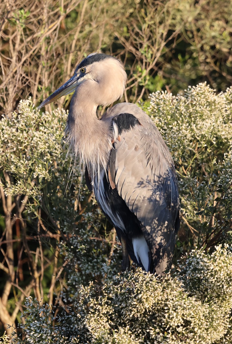 Great Blue Heron - ML644557471