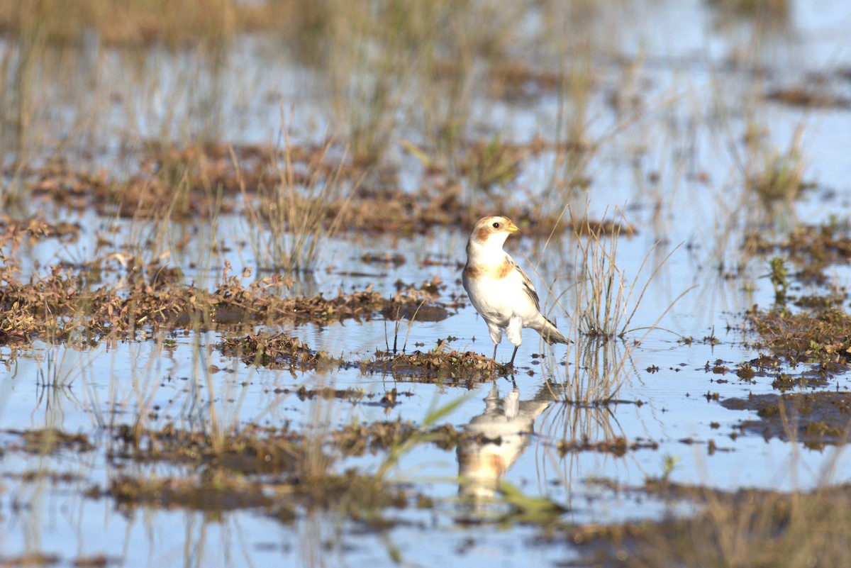 Zigolo delle nevi - ML644557472