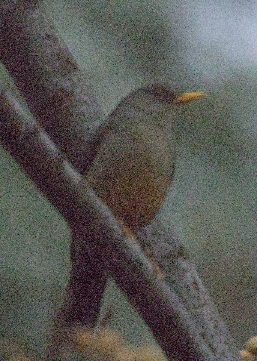 Karoo Thrush - ML644557473
