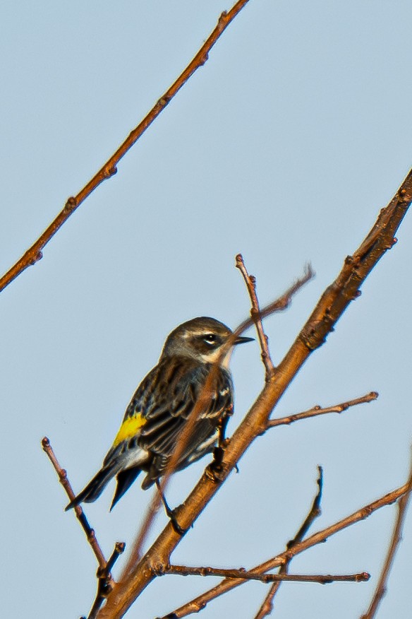 Yellow-rumped Warbler (Myrtle) - ML644557474