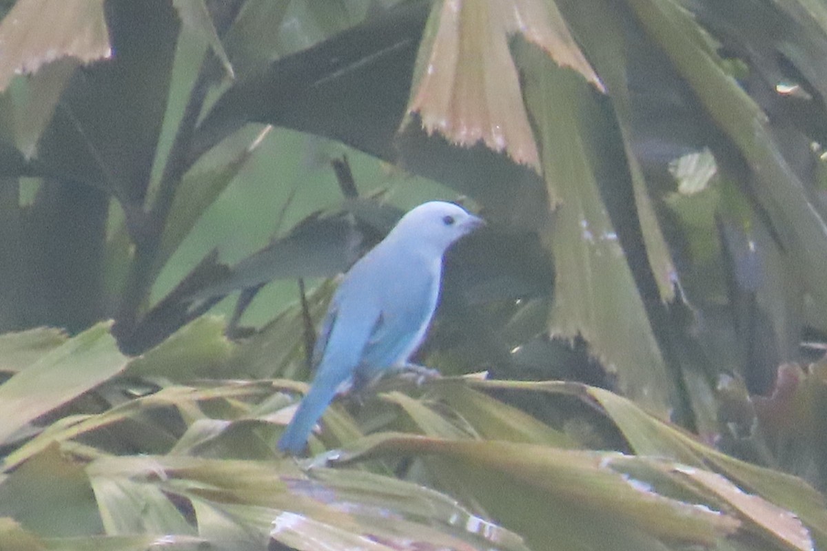 Blue-gray Tanager - ML644557475