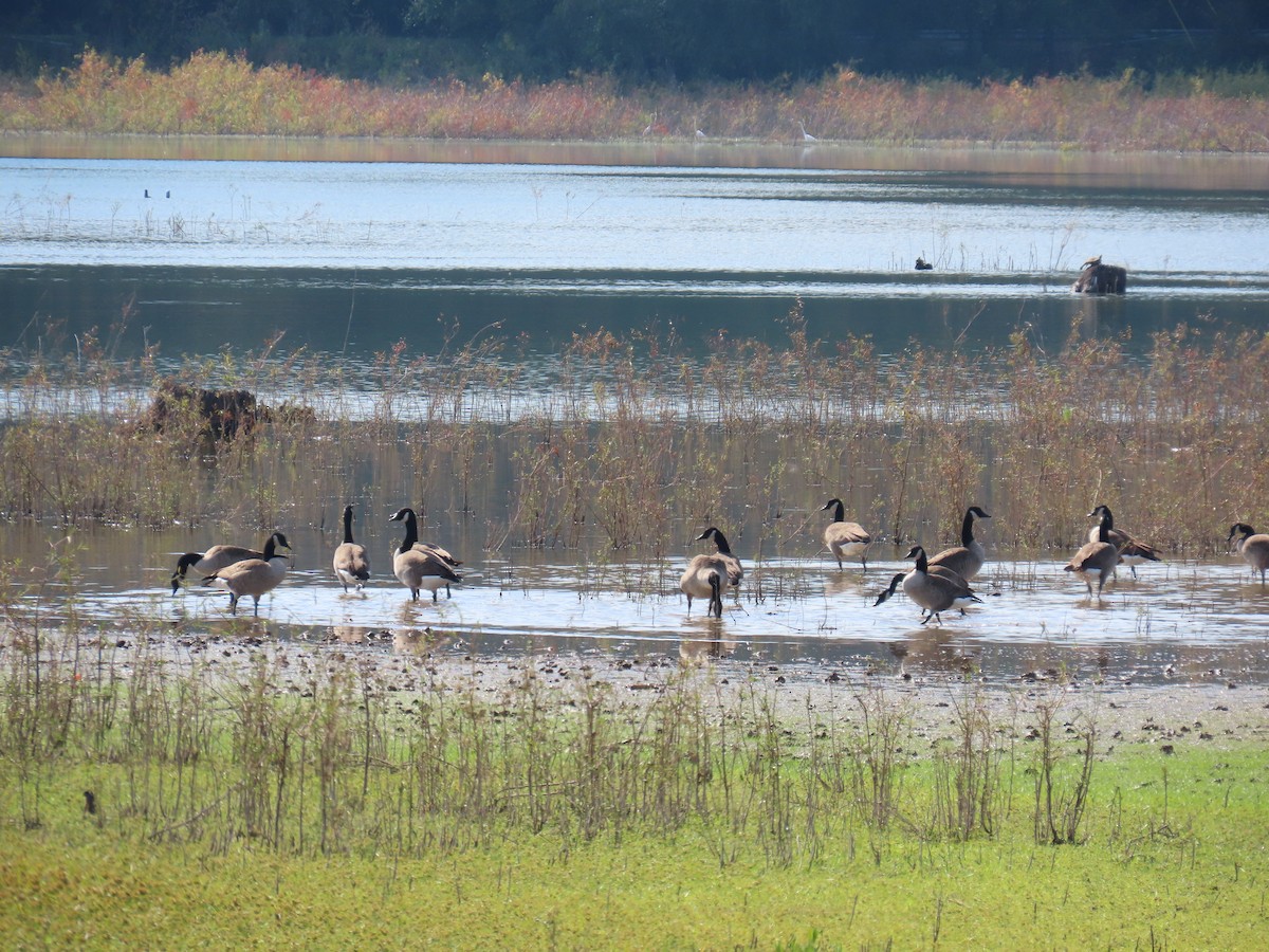 Oca canadese maggiore - ML644557476