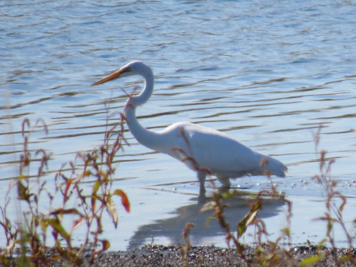 Airone bianco maggiore - ML644557477